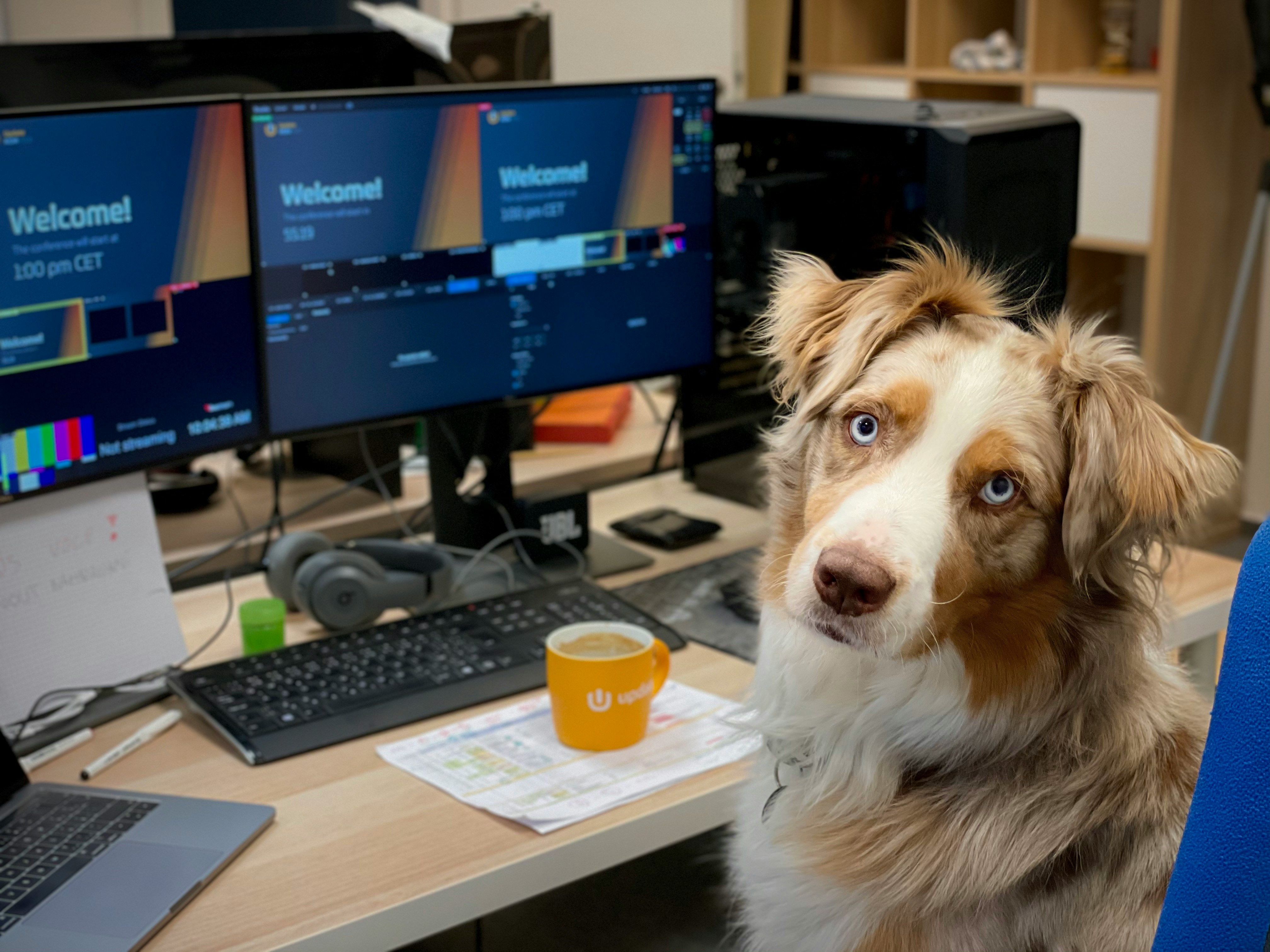 data driven dog